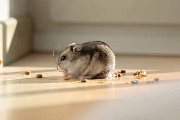 Chinese Hamster eating