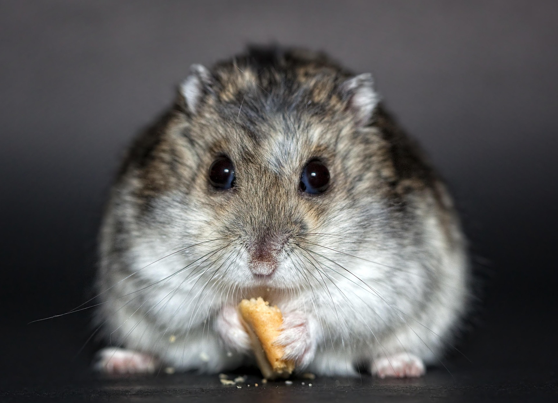 Picture of a Dwarf Roborovski eating a snack.