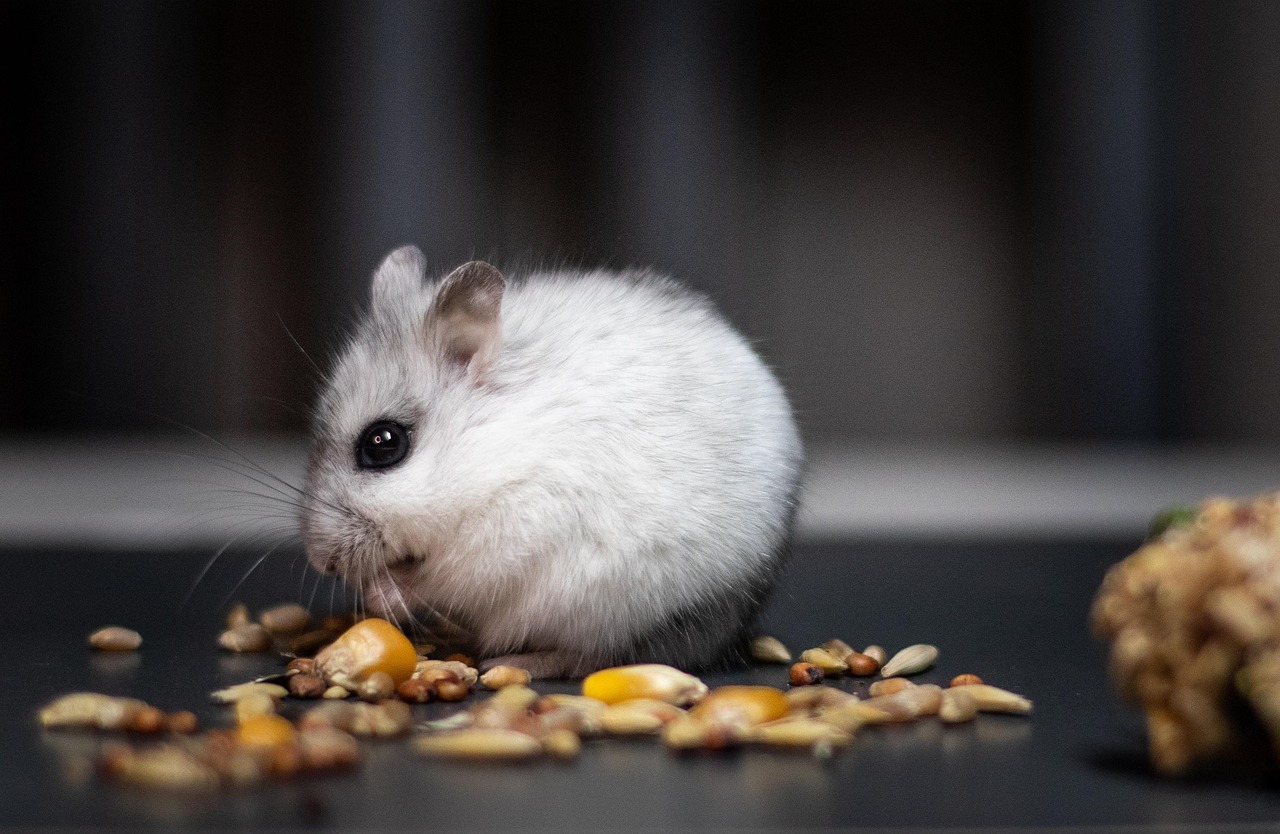 Hamster eating seeds
