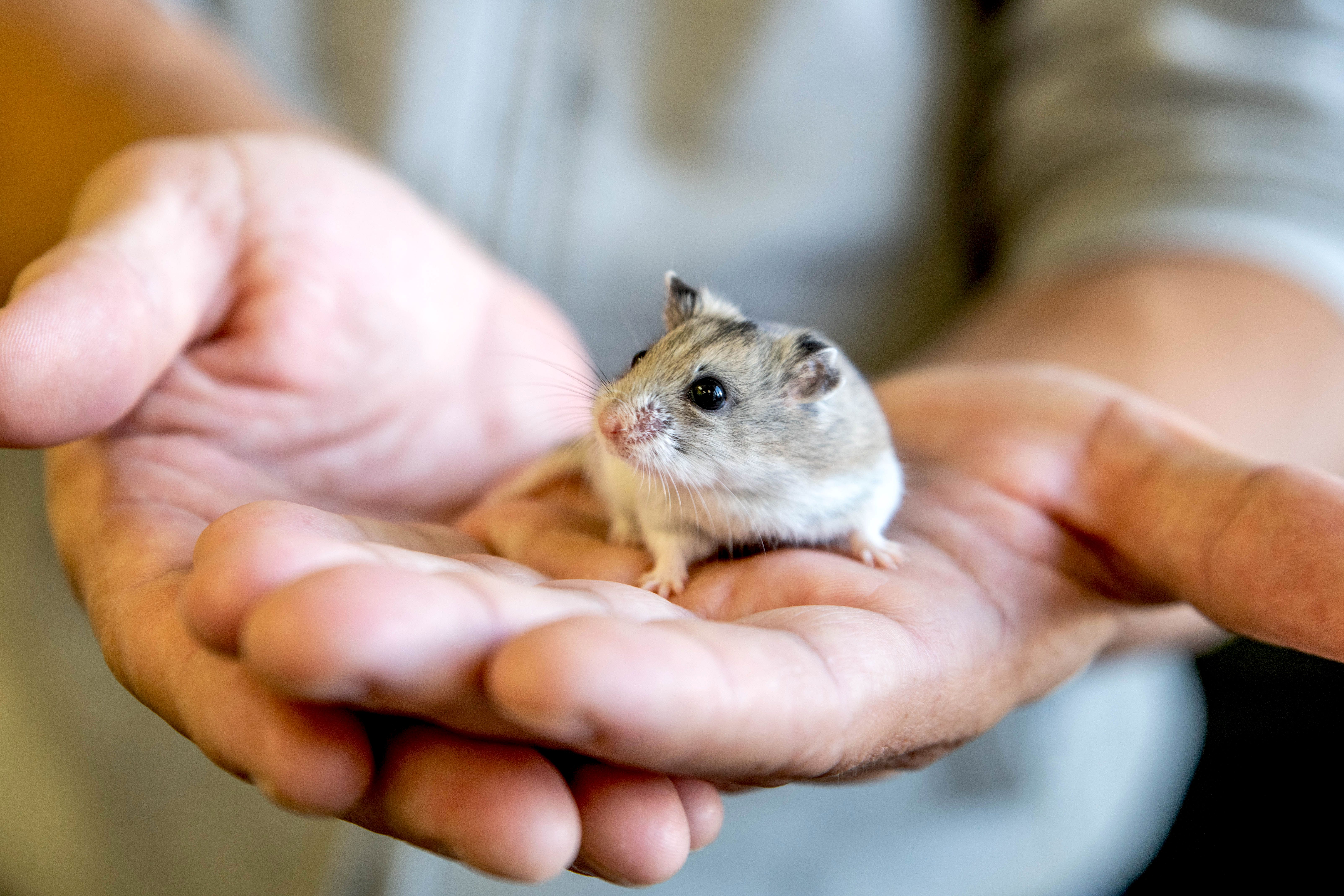 Small hamster sitting in hands