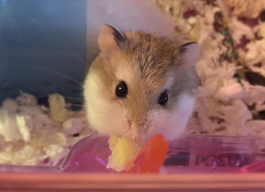 Hamster in enclosure