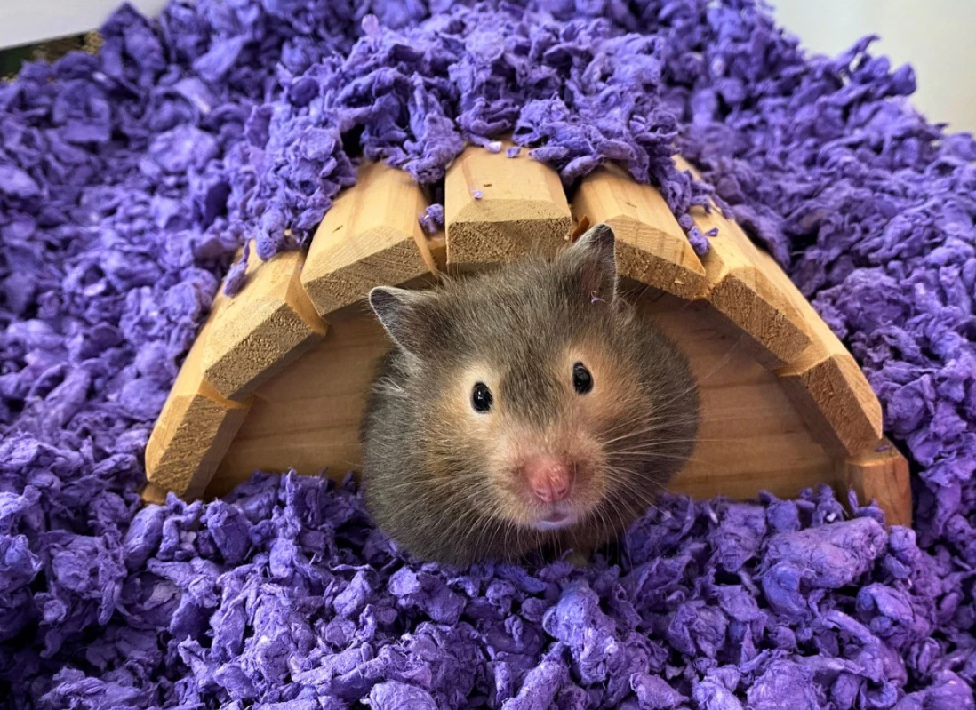 Hamster in purple bedding