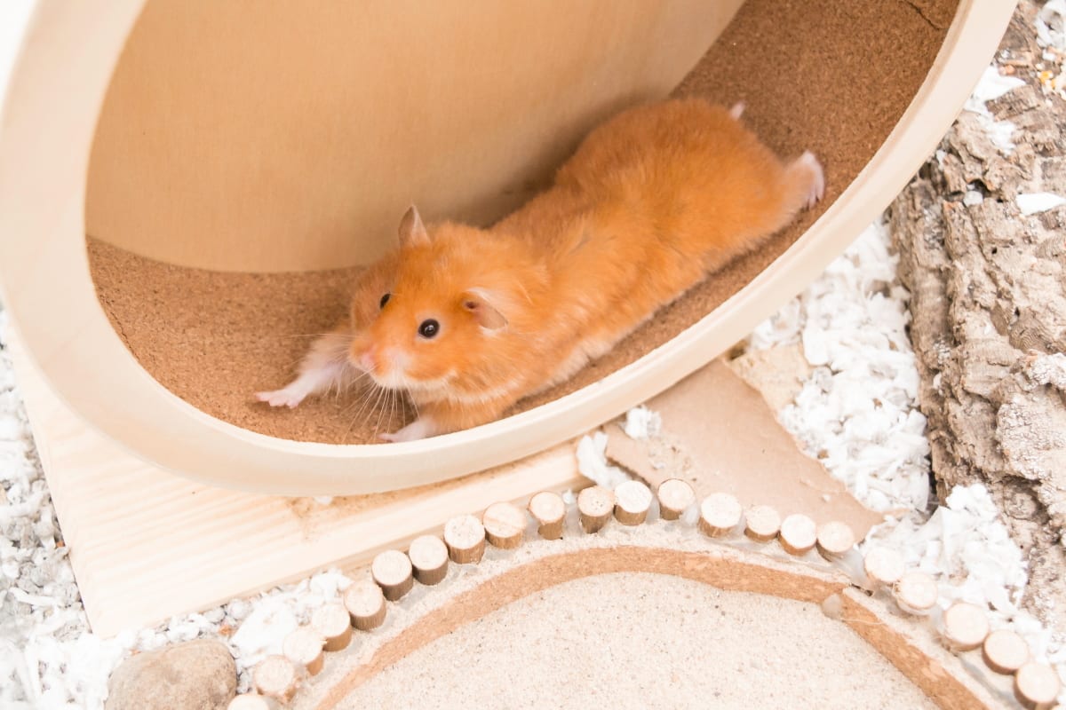 Hamster lying down in wheel