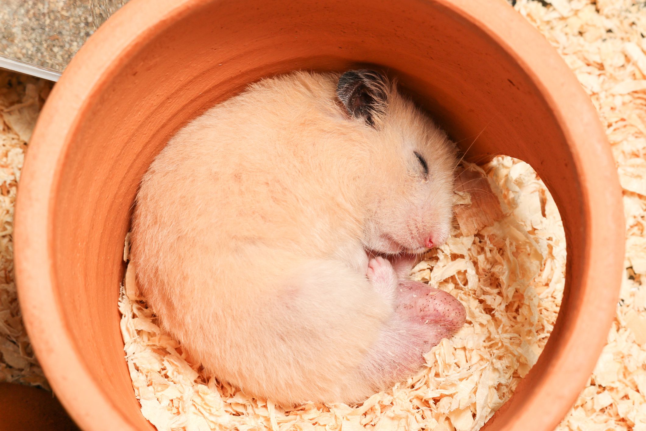 Hamster sleeping