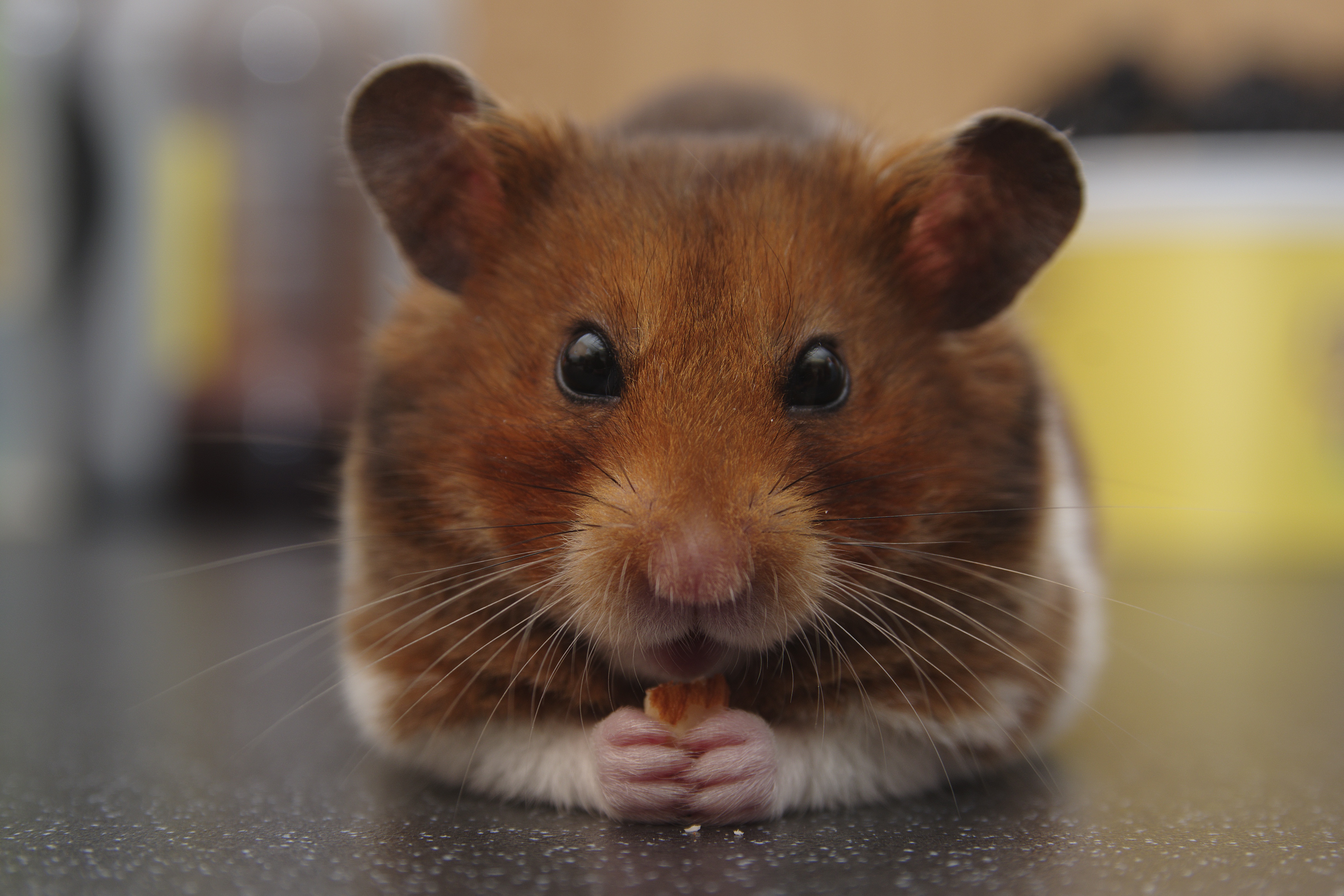 Picture of a Syrian Hamster eating an almond.