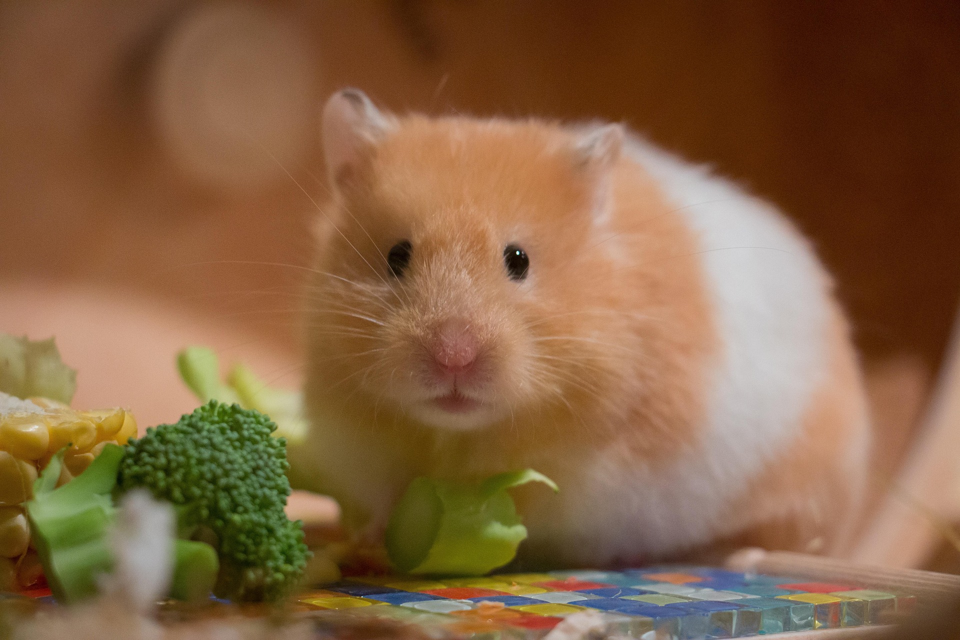 Picture of a Syrian hamster with a brocoli.
