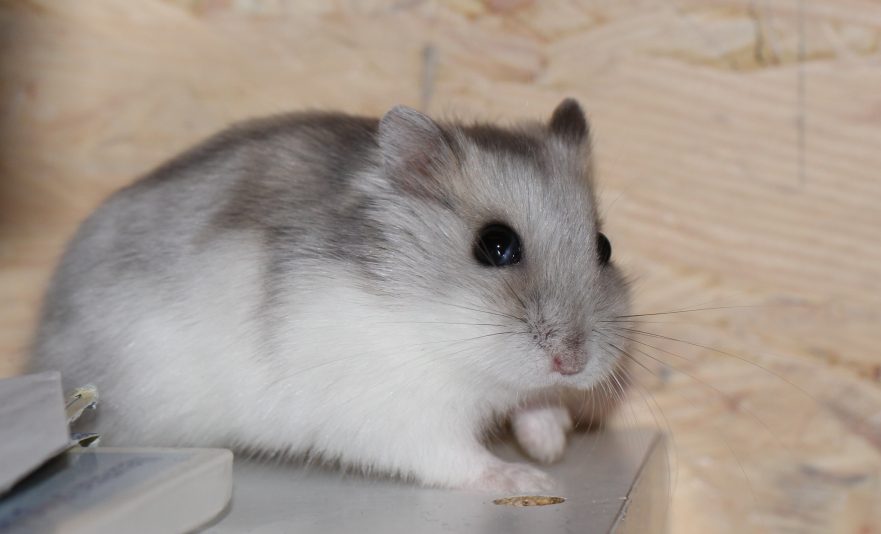 Winter White Dwarf hamster